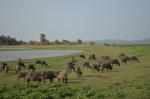 Mineriya Safari